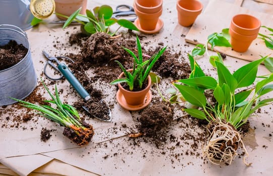 Transplanting plant a into a new pot, replanting of houseplants, gardening concept