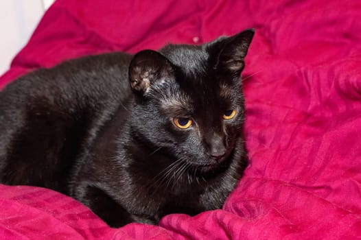 A black cat lies comfortably in a bed