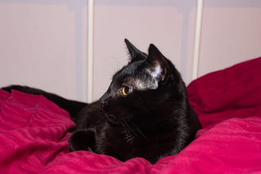 A black cat lies comfortably in a bed