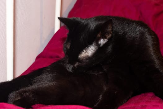 A black cat lies in a bed and cleans itself