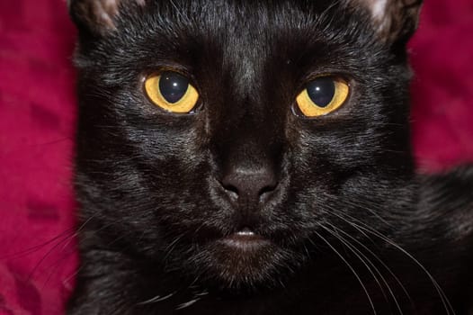 Head of a black cat facing forward