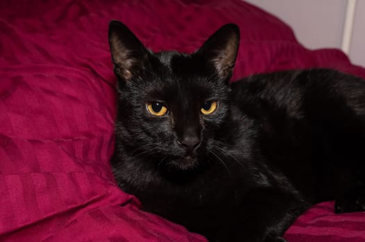 A cute black cat lies in a bed