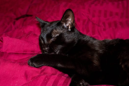 A black cat lies in a bed and cleans itself