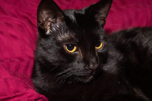 Head of a black cat looking sideways