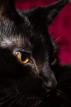 Head of a black cat looking sideways