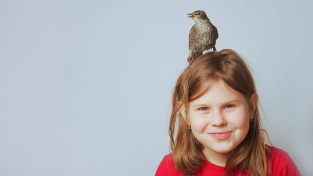 Grown up starling nestling sitting on head of glad little girl. Portrait of happy child on gray. Nest on human head. Kid play with baby bird. Bird care, protection, love animals. Spring songbird.