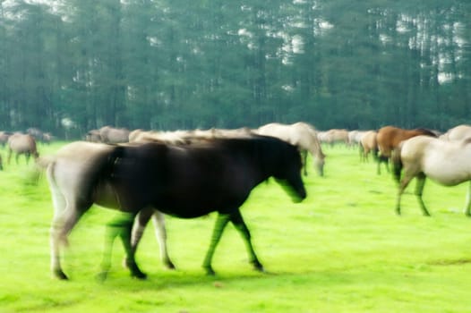 A herd of Dülmen wild horses grazes on a paddock at the edge of the forest.