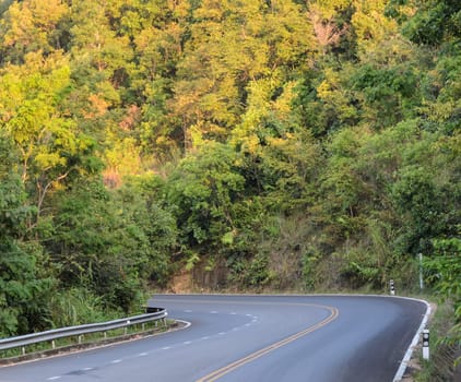 Green forest curve road