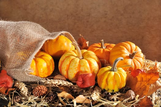 Thanksgiving - various pumpkins in jute sack on straw with text space against a brown background