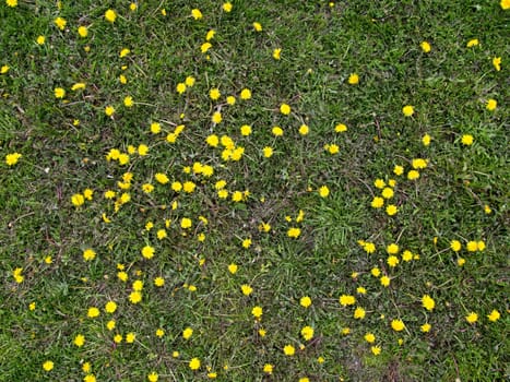 Common Dandelion infested Lawn with some green grass.