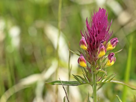Field quail wheat (Melampyrum arvense)