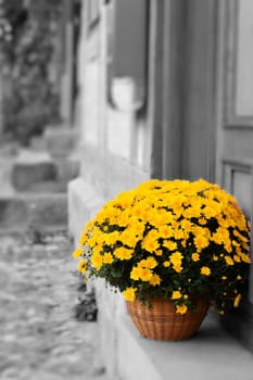 flowers on a doorstep in Quedlinburg