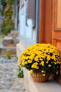 flowers on a doorstep in Quedlinburg