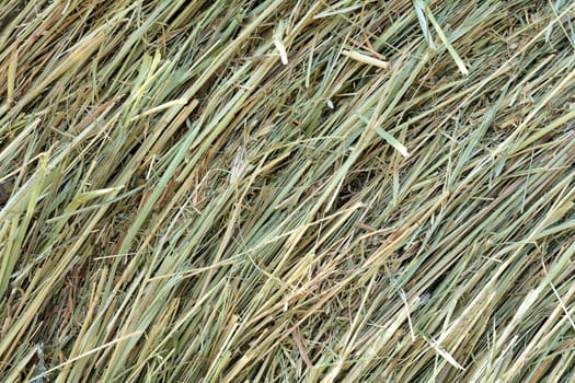 Dry hay from a bale of hay