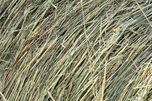 Dry hay from a bale of hay