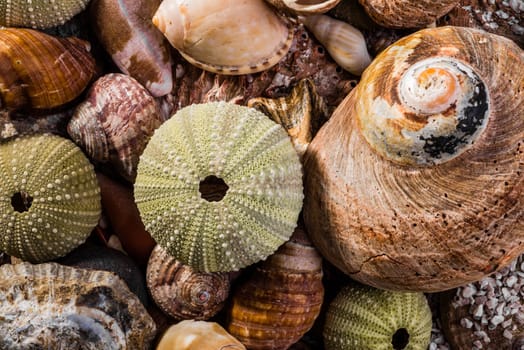 A mix of different kinds of sea shells, mostly green and brown, viewed up close.