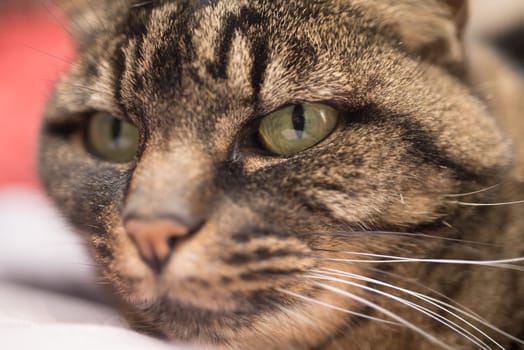 Portrait of a cat lying and resting comfortably at her home.
