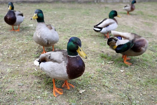 Details of mallards, it's the most common duck of the northern hemisphere.