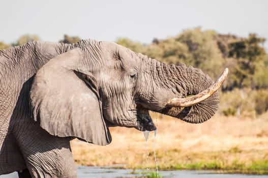 A portrait of an elephant while drinking water with it's trunk in it's mouth and water floweing from the mouth.