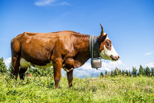 Cow, farm animal in the french alps, Abondance race cow, savy, beaufort sur Doron