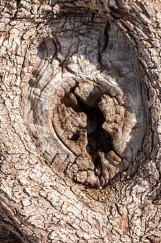 The tree bark as a natural  background
