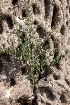 green escape on the background of tree bark