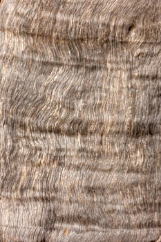 The tree bark as a natural  background