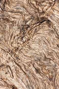 The tree bark as a natural  background