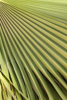The green palm leaf texture for background.