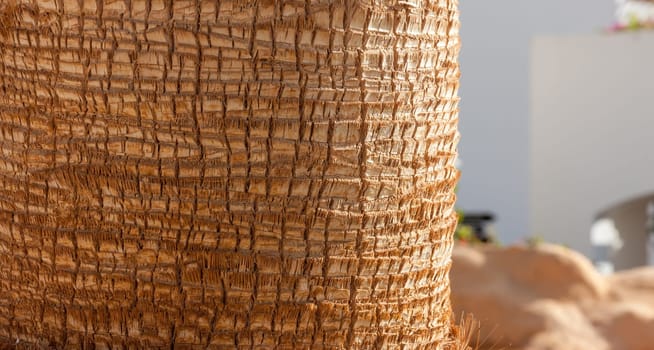 Palm tree background texture pattern upper trunk detail photo.