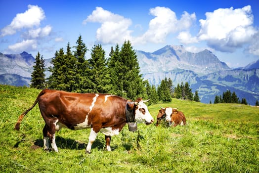 Cow, farm animal in the french alps, Abondance race cow, savy, beaufort sur Doron