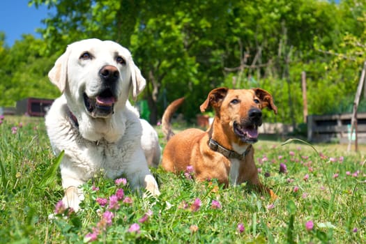 2 dogs in the garden