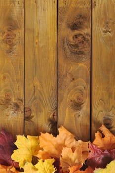 original autumn foliage in different colours on wooden floor