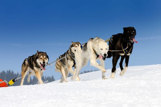 sportive dog team is running in the snow