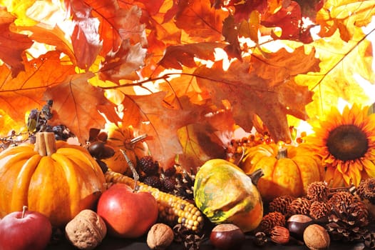 Thanksgiving – various pumpkins with nuts,corn,berries and cereals in front of brightly lit oak leaves