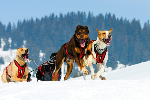 sportive dog team is running in the snow