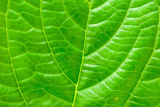 Macro leaf for concept purpose