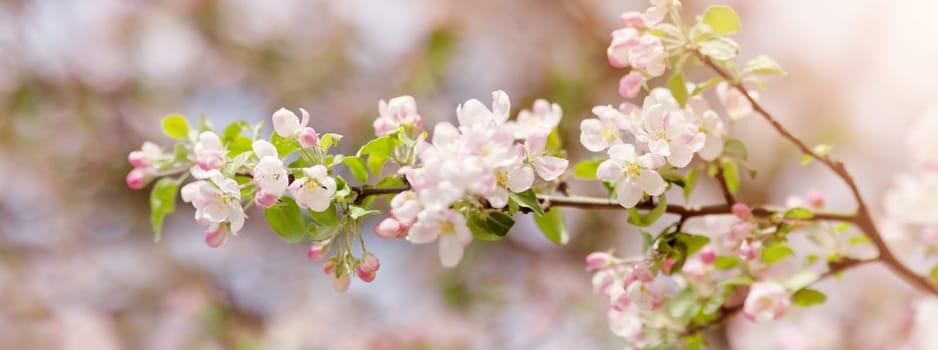 Branches of the apple tree in bloom. Twigs with spring flowers on beautiful sunny day. Fresh foliage in springtime in may.