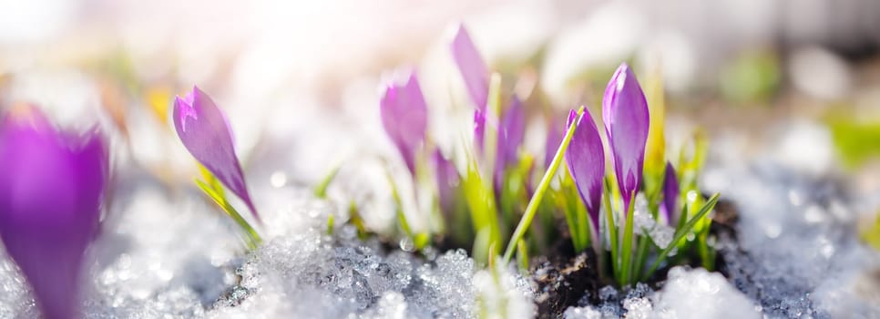 Closeup panoramic view of the spring flowers in the park. Crocus blossom on beautiful morning with sunlight in the forest in april.
