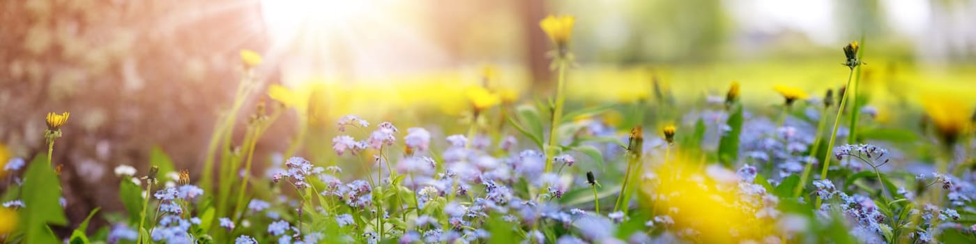 Meadow with lots of foget-me-not flowers and yellow dandelions in sunny day in spring. Nature floral background in early summer with fresh green grass.
