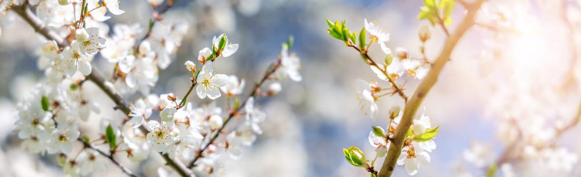 Branches of the apple tree in bloom. Twigs with spring flowers on beautiful sunny day. Fresh foliage in springtime in may.