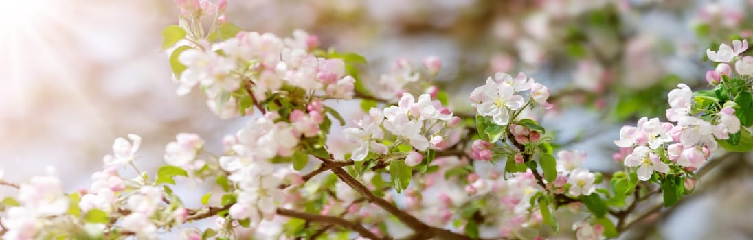 Branches of the apple tree in bloom. Twigs with spring flowers on beautiful sunny day. Fresh foliage in springtime in may.