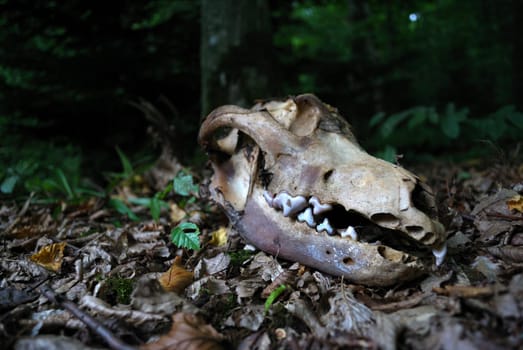 a skull in the forest on the leafs