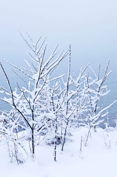Winter trees covered with fresh snow - natural background