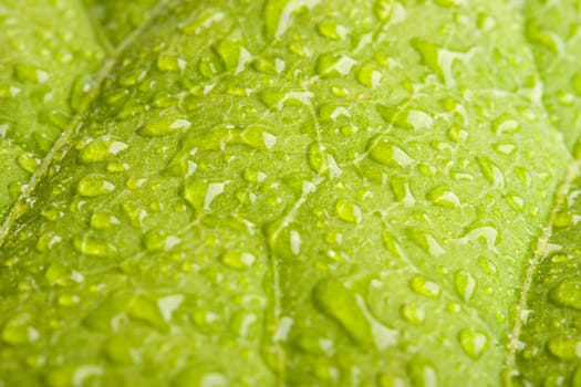 Green leaf with water droplets - shallow DOF