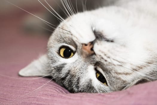 British Shorthair cat with yellow eyes