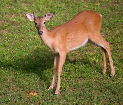 whitetail spike with velvet covered in flies