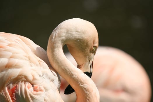 Pink flamingo during its well-earned rest after big luch.