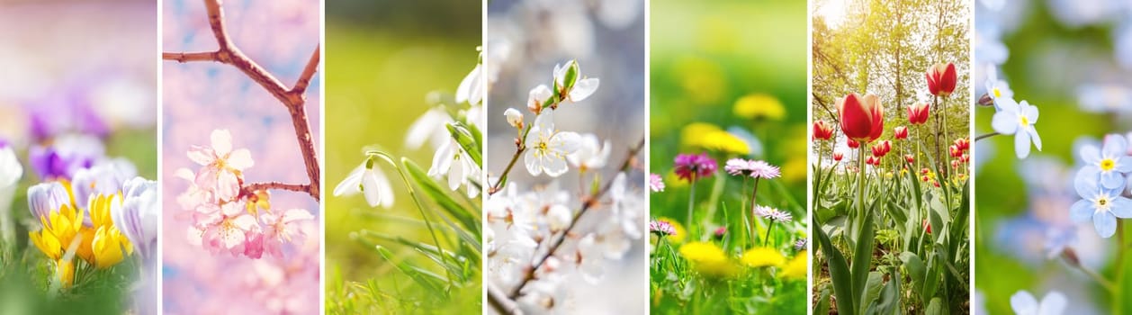 Collage of the close-up photos of the different spring flowers and blossoming trees. Concept of the wallpaper and poster.