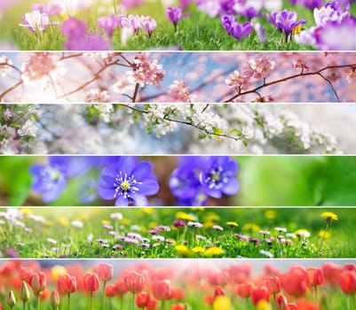 Collage of the panoramic photos of the different spring flowers and blossoming trees. Concept of the wallpaper and poster.